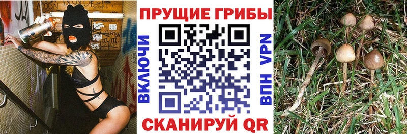 купить наркотик  Карабаново  Псилоцибиновые грибы Magic Shrooms 